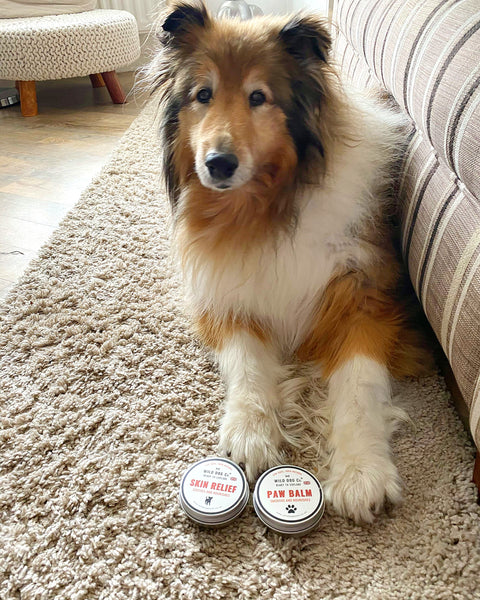 Paw Balm for Summer the Collie