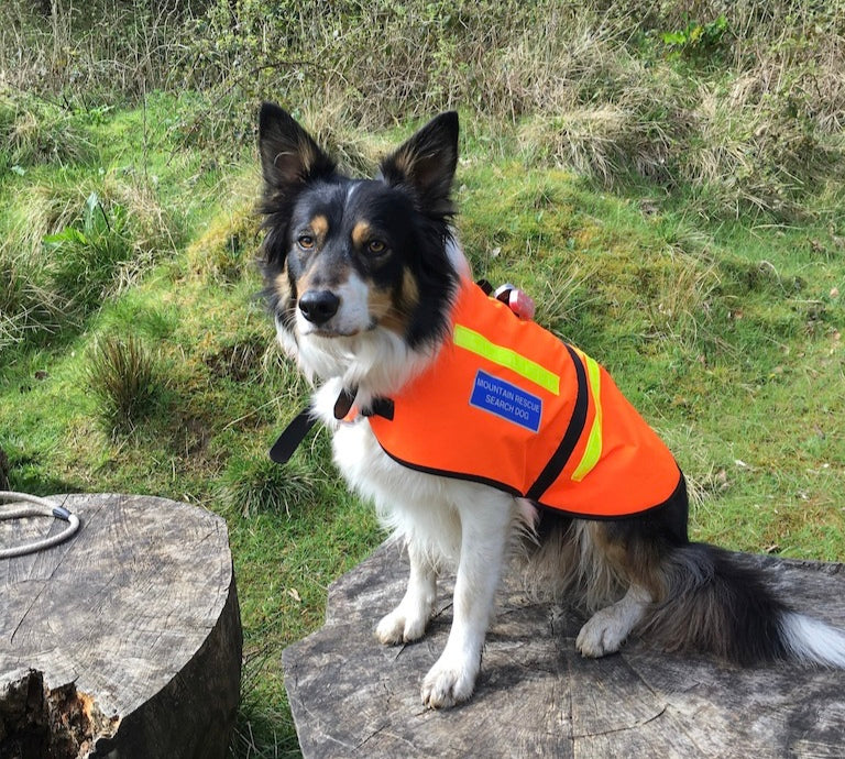 Wild Dog Paw balm helps Mountain Rescue Dog – Wild Dog Co
