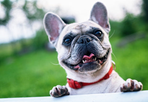 Dog Balms