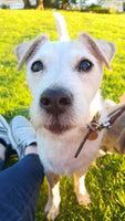 Wild Dog Co Balms for dogs