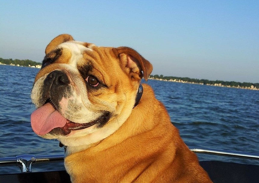Bulldog shop nose butter