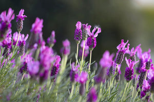 Calm Balm  to help dogs sleep with Lavender for dogs