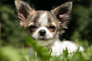 Peaceful pup uk, calming